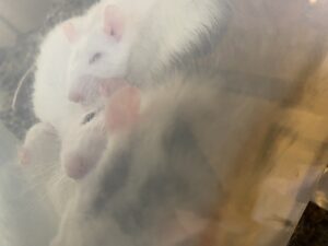 滋賀県冷凍マウス　滋賀県冷凍ラット　滋賀県冷凍餌　冷凍マウス　冷凍ラット　冷凍餌　ラット　マウス　インフィニティ　infinite
