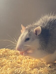 冷凍エサ　冷凍マウス　冷凍ラット　冷凍餌　冷凍マウス関西　冷凍マウス近く　冷凍マウス滋賀　冷凍ラット関西　冷凍ラット滋賀　冷凍ラット近く