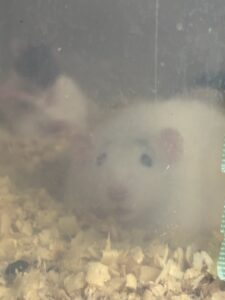 冷凍マウス　冷凍ラット　冷凍エサ　滋賀県冷凍マウス　滋賀県冷凍ラット　滋賀県冷凍エサ